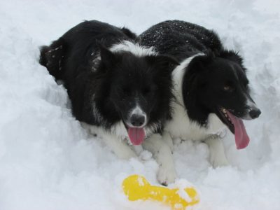 昼休みの ジェム ＆ メロ ～ 前の田んぼで雪遊び