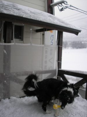 今朝の ジェム ＆ メロ ～ テラスで雪遊び