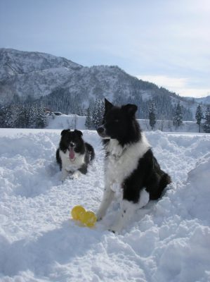 今日の ジェム ＆ メロ ～ 田んぼで雪遊び
